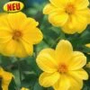 Blumenzwiebel, Dahlie Mignon Yellow Sneezy