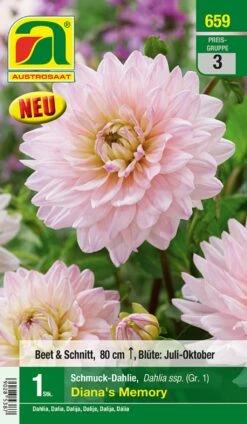 Blumenzwiebel, Dahlie Schmuck Diana's Memory