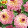 Blumenzwiebel, Dahlie Schmuck Zingaro