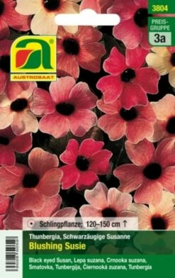Schwarzäugige Susanne "Blushing Susie" -Gartenbedarf Verkaufsladen austrosaat schwarzaeugige susanne blushing susie 1 paket 1655622 de