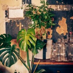 Pflanztasche "Colour" - 10 Liter, Ingwer -Gartenbedarf Verkaufsladen bacsac pflanztasche colour 10 liter 1681163 de