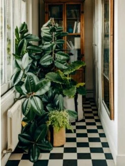 Pflanztasche "Colour" - 10 Liter, Ingwer -Gartenbedarf Verkaufsladen bacsac pflanztasche colour 10 liter 1681169 de