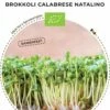 Bio Keimsprossen Brokkoli „Calabrese Natalino“