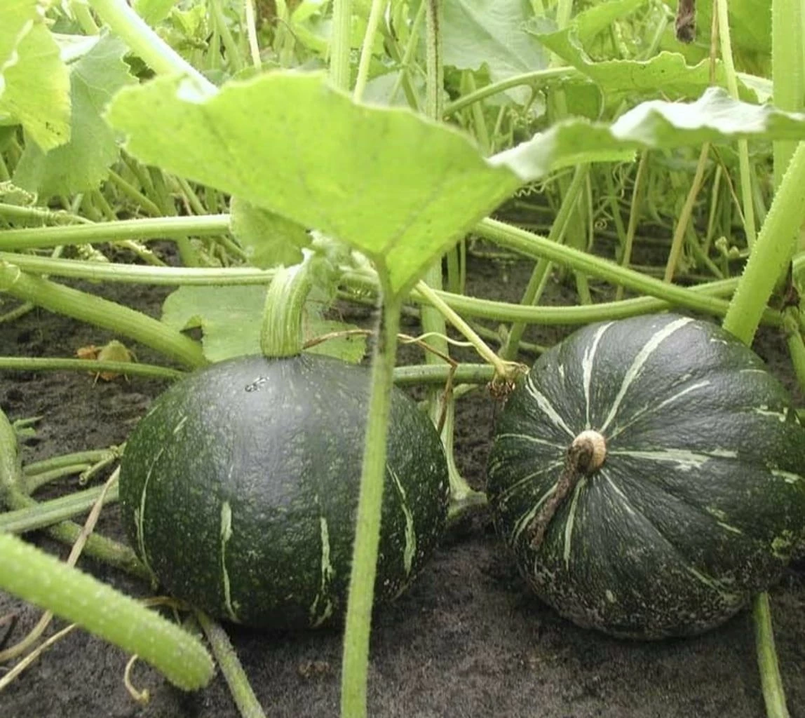 Speisekürbis "Grüner Hokkaido", 3 G 2 Speisekürbis "Grüner Hokkaido", 3 G – Bild 2
