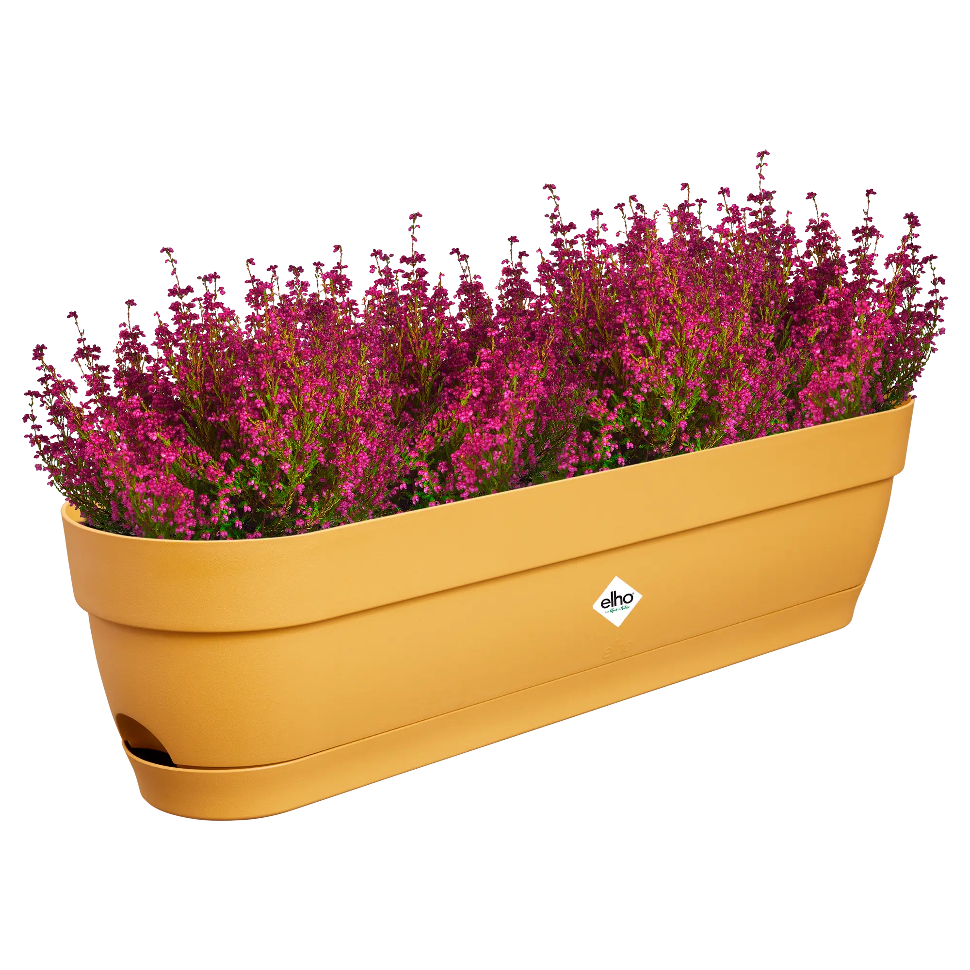 Elho Balkonkasten Vibia Campana, 70 Cm, Honig Gelb 8 Elho Balkonkasten Vibia Campana, 70 Cm, Honig Gelb – Bild 8