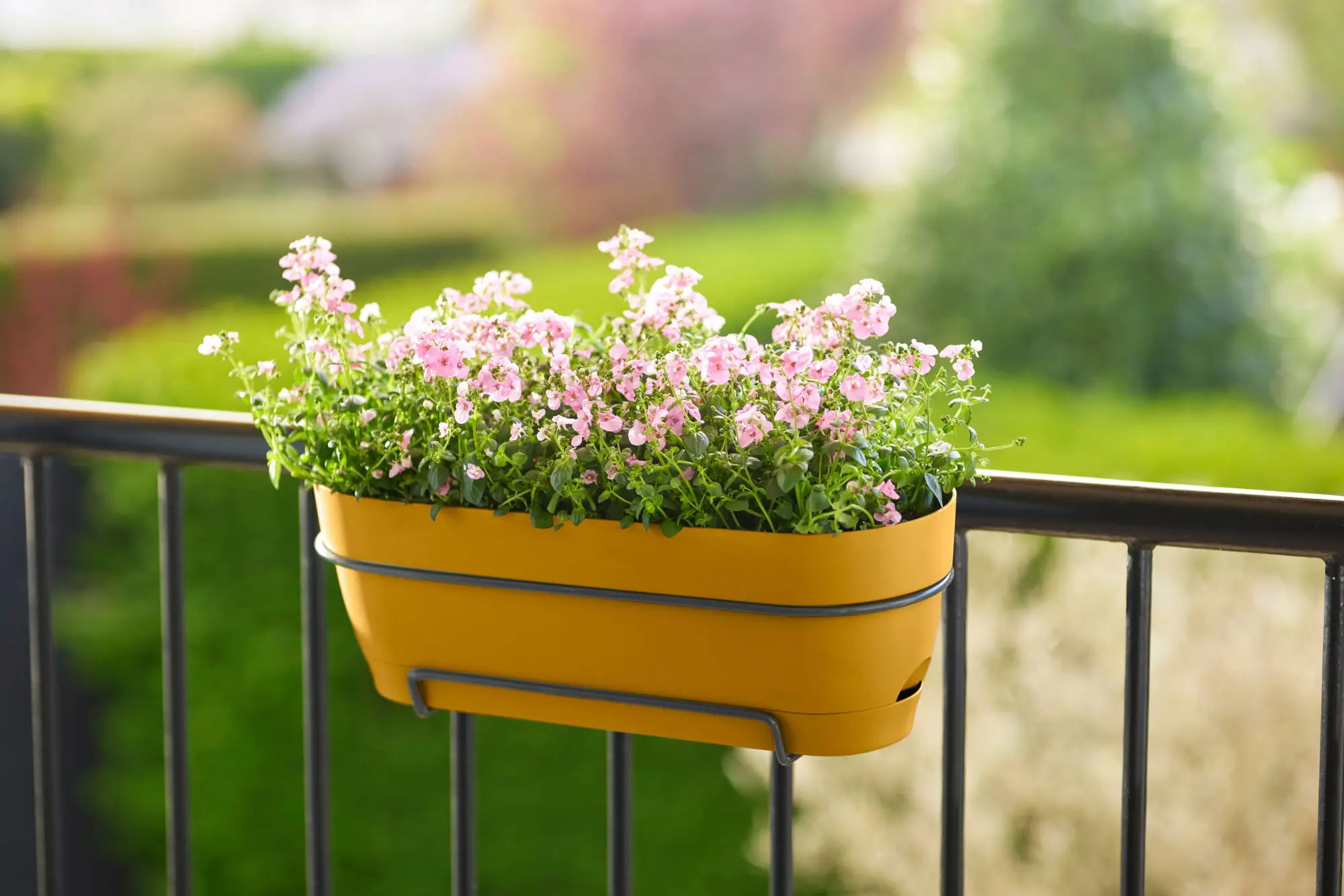 Elho Balkonkasten Vibia Campana, 70 Cm, Honig Gelb 5 Elho Balkonkasten Vibia Campana, 70 Cm, Honig Gelb – Bild 5