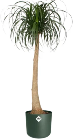 Elho B.for Soft Rund Laubgrün, Ø 18 Cm -Gartenbedarf Verkaufsladen elho bfor soft rund laubgruen 1671527 de