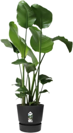 Elho Greenville Topf Rund 47 Cm, Lebhaft Schwarz -Gartenbedarf Verkaufsladen elho greenville topf rund 47 cm levande svart 1668969 de