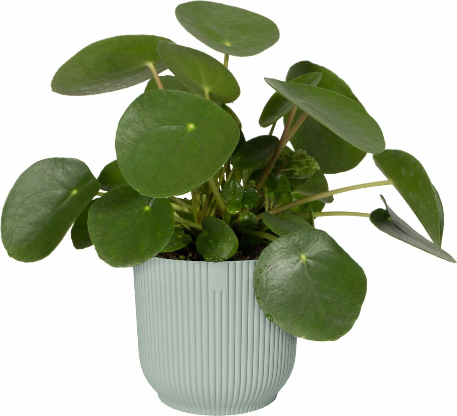 Elho Vibes Fold Rund 16 Cm, Sorbet Grün 2 Elho Vibes Fold Rund 16 Cm, Sorbet Grün – Bild 2