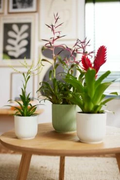 Elho Vibes Fold Rund 16 Cm, Sorbet Grün 17 Elho Vibes Fold Rund 16 Cm, Sorbet Grün -Gartenbedarf Verkaufsladen elho vibes fold rund 16 cm 1495253 de