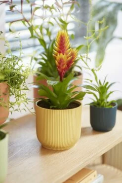 Elho Vibes Fold Rund 16 Cm, Sorbet Grün 29 Elho Vibes Fold Rund 16 Cm, Sorbet Grün -Gartenbedarf Verkaufsladen elho vibes fold rund 16 cm 1495283 de