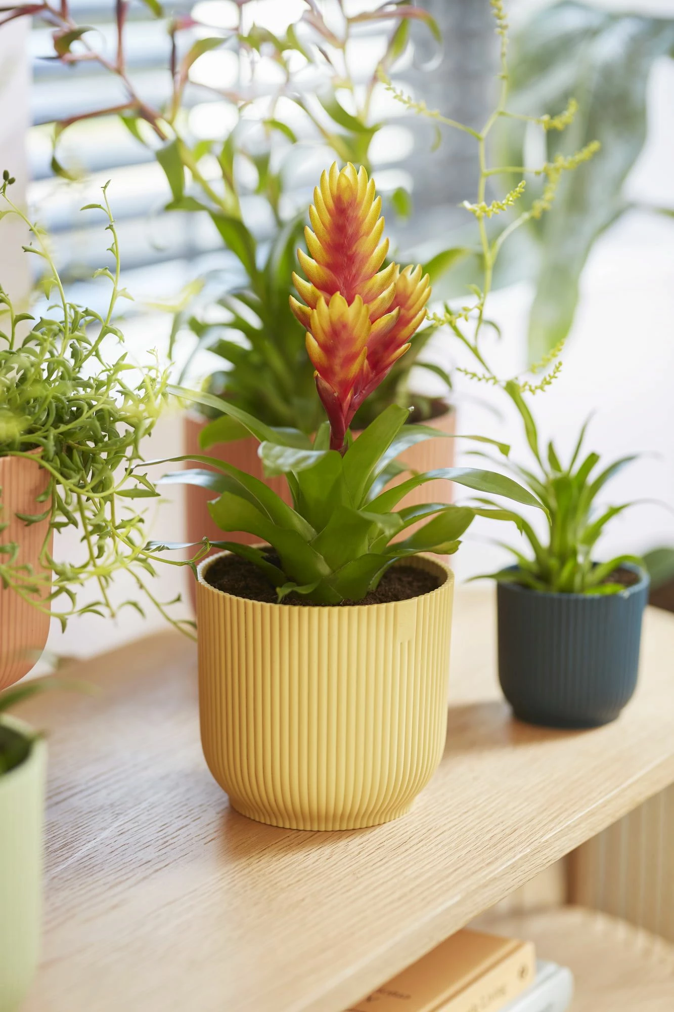 Elho Vibes Fold Rund 16 Cm, Sorbet Grün 15 Elho Vibes Fold Rund 16 Cm, Sorbet Grün – Bild 15