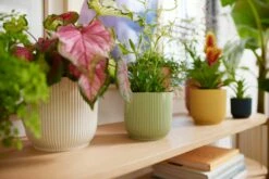 Elho Vibes Fold Rund 16 Cm, Sorbet Grün 21 Elho Vibes Fold Rund 16 Cm, Sorbet Grün -Gartenbedarf Verkaufsladen elho vibes fold rund 16 cm 1495293 de