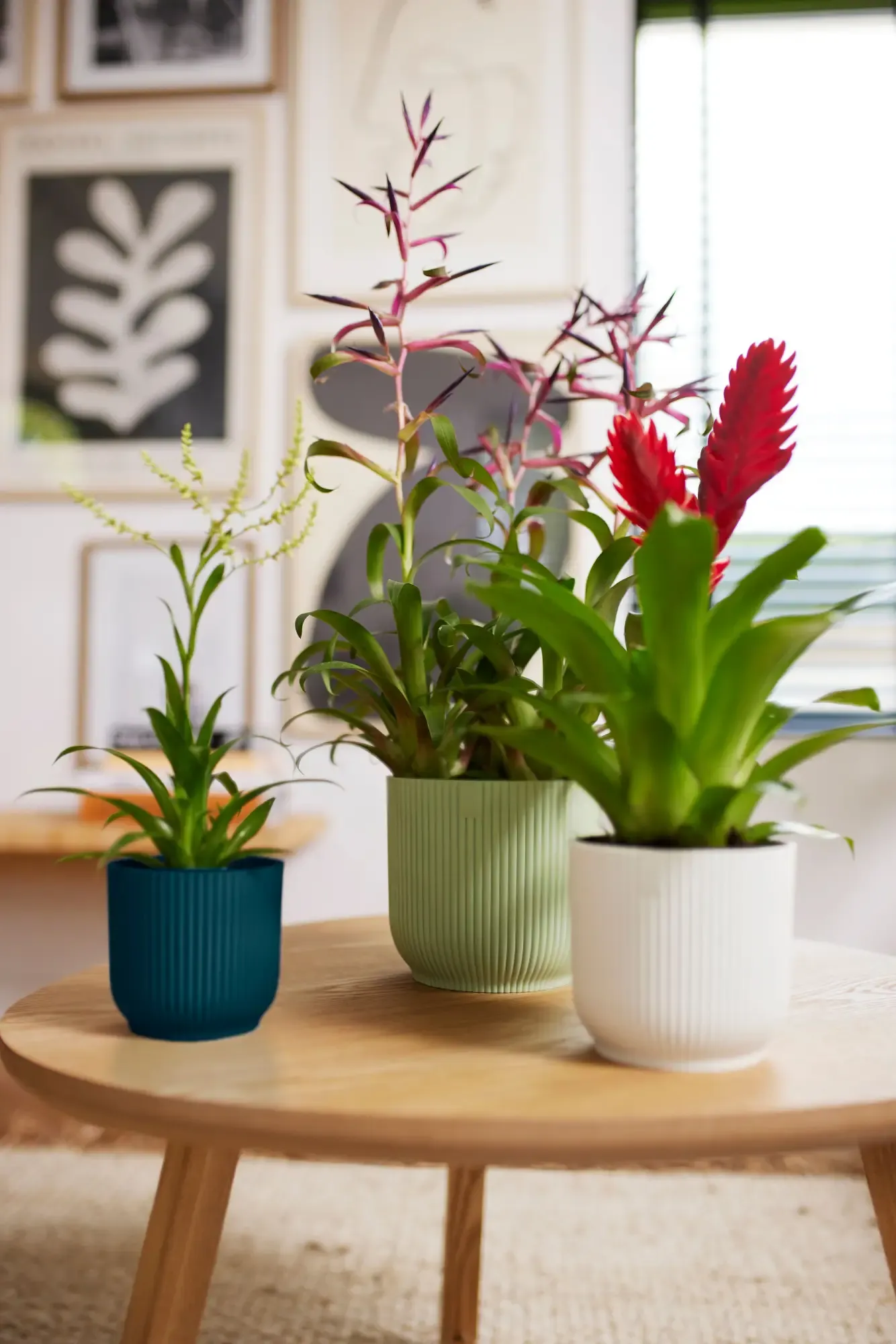 Elho Vibes Fold Rund 16 Cm, Sorbet Grün 8 Elho Vibes Fold Rund 16 Cm, Sorbet Grün – Bild 8