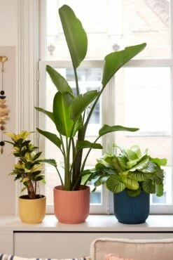 Elho Vibes Fold Rund 25 Cm, Seidenweiß 20 Elho Vibes Fold Rund 25 Cm, Seidenweiß -Gartenbedarf Verkaufsladen elho vibes fold rund 25 cm 1495555 de