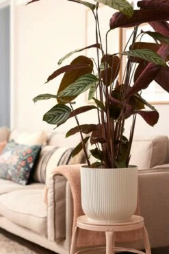 Elho Vibes Fold Rund 25 Cm, Seidenweiß 21 Elho Vibes Fold Rund 25 Cm, Seidenweiß -Gartenbedarf Verkaufsladen elho vibes fold rund 25 cm seidenweiss 1048172 de