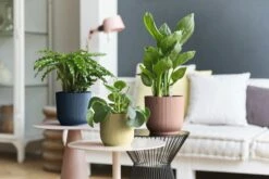 Elho Vibes Fold Rund 16 Cm, Sorbet Grün 24 Elho Vibes Fold Rund 16 Cm, Sorbet Grün -Gartenbedarf Verkaufsladen elho vibes topf 16 cm 842179 de