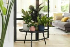 Elho Vibes Fold Rund 16 Cm, Sorbet Grün 25 Elho Vibes Fold Rund 16 Cm, Sorbet Grün -Gartenbedarf Verkaufsladen elho vibes topf 16 cm 842186 de