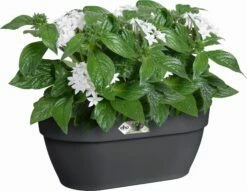 Elho Vibia Campana Wandampel 35 Cm, Anthrazit -Gartenbedarf Verkaufsladen elho vibia campana wandampel 35 cm antracit 1134540 de