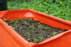 Karottenpflanztasche Im 2er Set, 2 Stück 7 Karottenpflanztasche Im 2er Set, 2 Stück -Gartenbedarf Verkaufsladen haxnicks karottenpflanztasche im 2er set 2 st 1666038 de