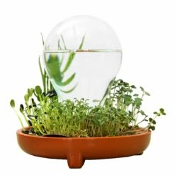 "Patella Crescenda" - Natürliches Keimset