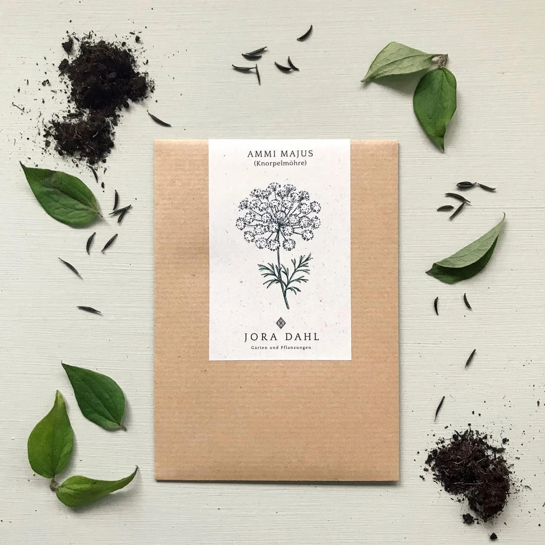 Knorpelmöhre - Ammi Majus 3 Knorpelmöhre - Ammi Majus – Bild 3