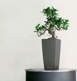 LECHUZA Tischgefäß MAXI CUBI, Weiß Hochglanz 12 LECHUZA Tischgefäß MAXI CUBI, Weiß Hochglanz -Gartenbedarf Verkaufsladen lechuza maxi cubi tischgefaess 1163616 de