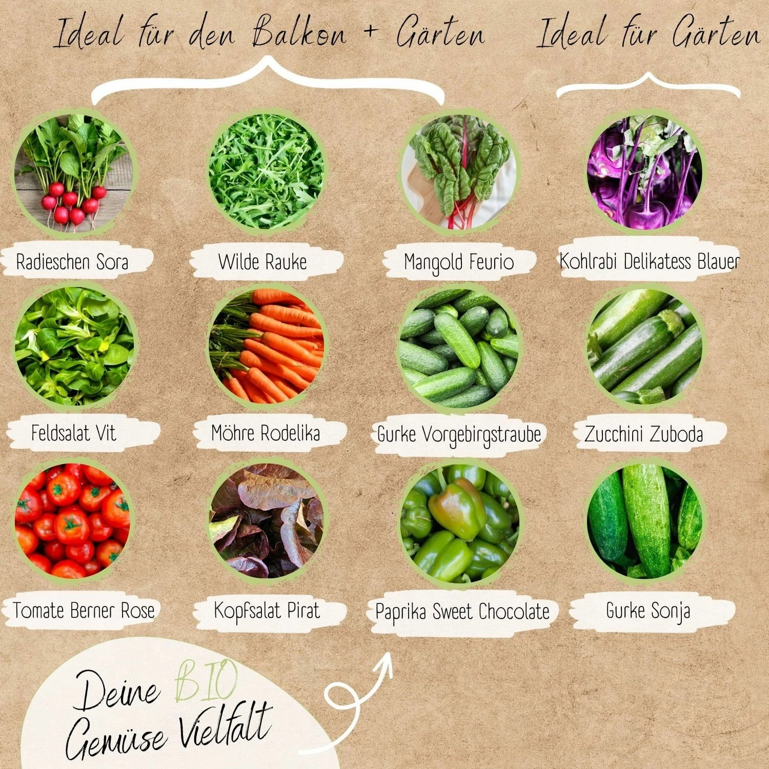 Bio Gemüsesamen Set 4 Bio Gemüsesamen Set – Bild 4