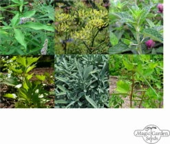 Hildegard Von Bingen: Klostergarten - Samenset -Gartenbedarf Verkaufsladen magic garden seeds hildegard von bingen klostergarten samenset 1 set 1303094 de