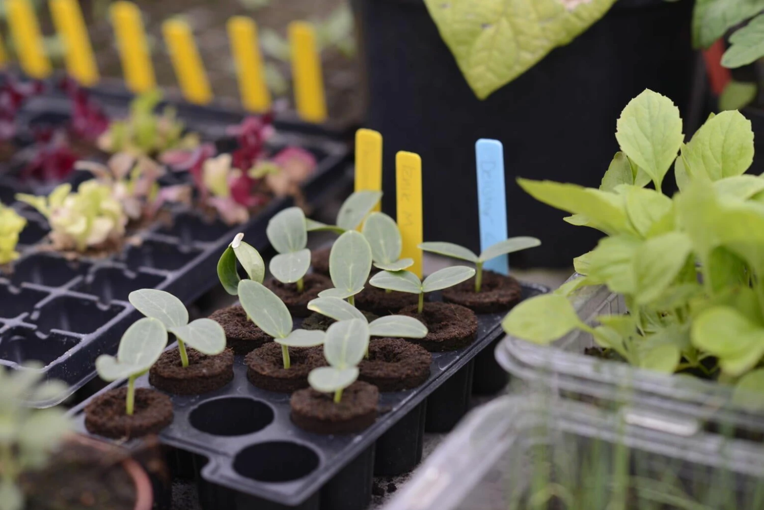 Mini-Topfplatte 3er-Pack 3 Mini-Topfplatte 3er-Pack – Bild 3