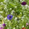 Blumenmischung "Bienenwiese"