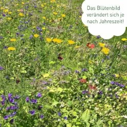 Blumenmischung "Schmetterlingstreff" 12 Blumenmischung "Schmetterlingstreff" -Gartenbedarf Verkaufsladen own grown blumenmischung schmetterlingstreff 1527627 de