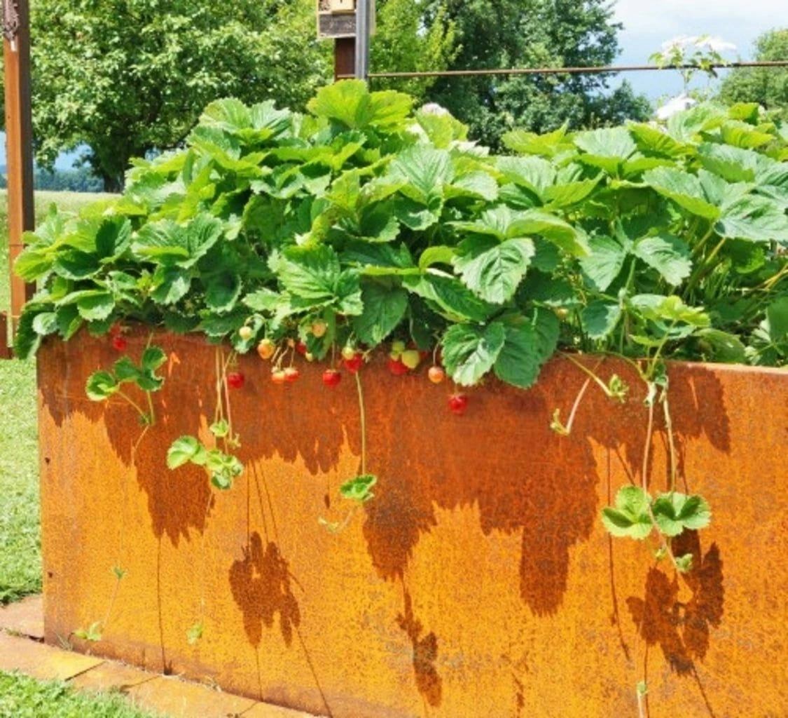 Hochbeet Edelrost "Optimus", 200 X 100 Cm 1 Hochbeet Edelrost "Optimus", 200 X 100 Cm