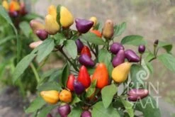 Chili "Aurora" -Gartenbedarf Verkaufsladen reinsaat chili aurora 1 paket 1677101 de