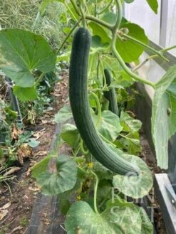 Gurkenmelone "Armenian Green"