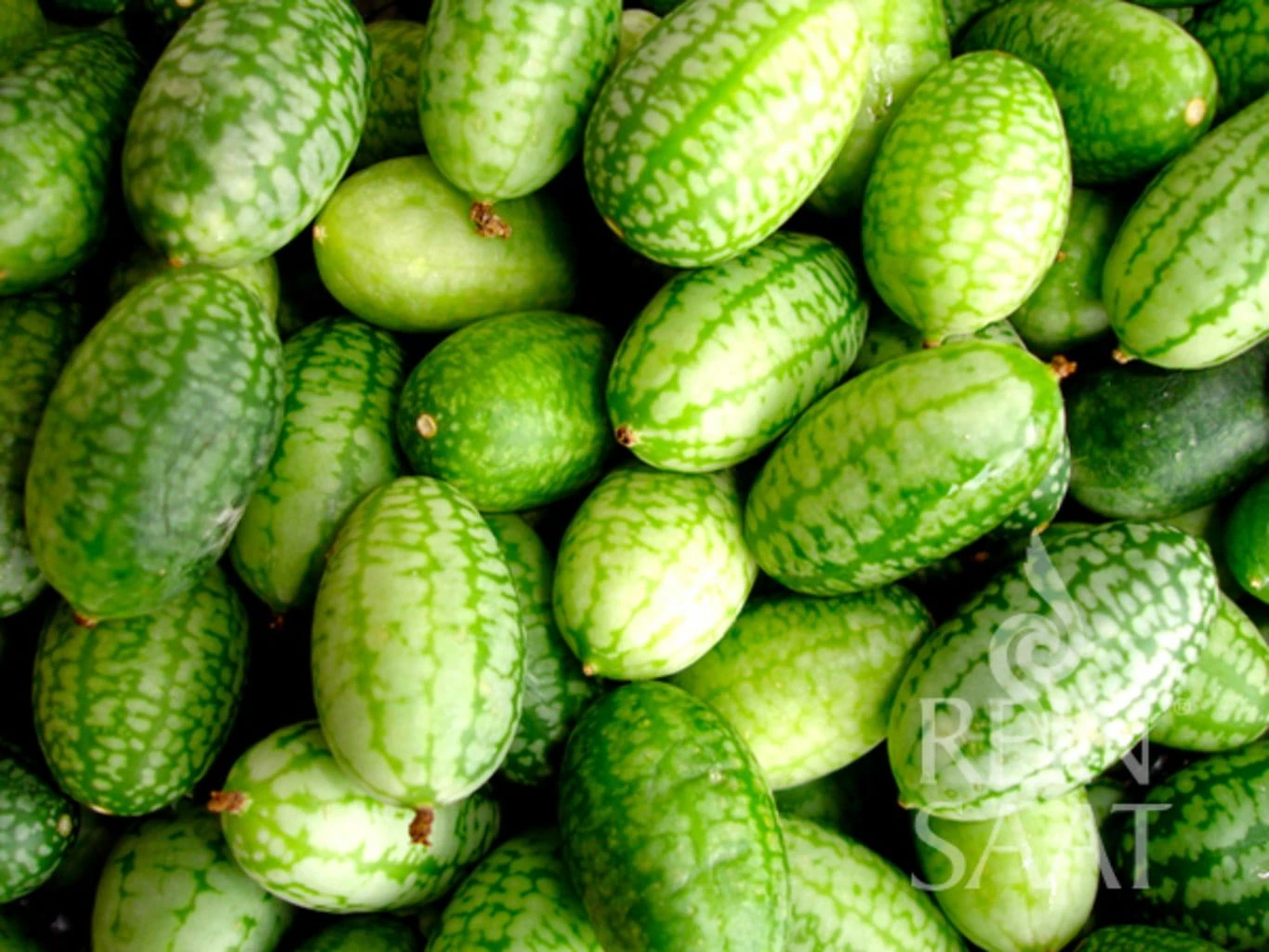 Sortenrarität "Melothria" 1 Sortenrarität "Melothria"