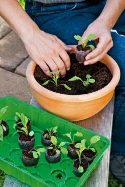 6 Kokos-Quelltabletten, Ø 70 Mm, 6 Stück -Gartenbedarf Verkaufsladen romberg classic kokos quelltabletten oe 70 mm 6 st 906648 de