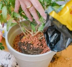 Bio-Pflanz-Granulat Für Hochbeete, Balkon- & Kübelpflanzen, 12,50 L -Gartenbedarf Verkaufsladen seramis bio pflanz granulat fuer hochbeete balkon kuebelpflanzen 1680383 de