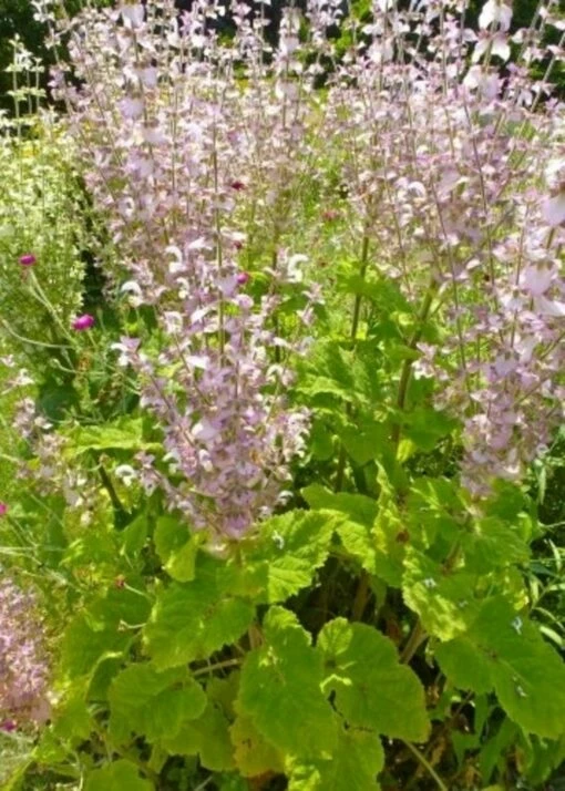 Muskateller-Salbei, 200 Korn -Gartenbedarf Verkaufsladen tropica muskateller salbei 200 froen 1653044 de