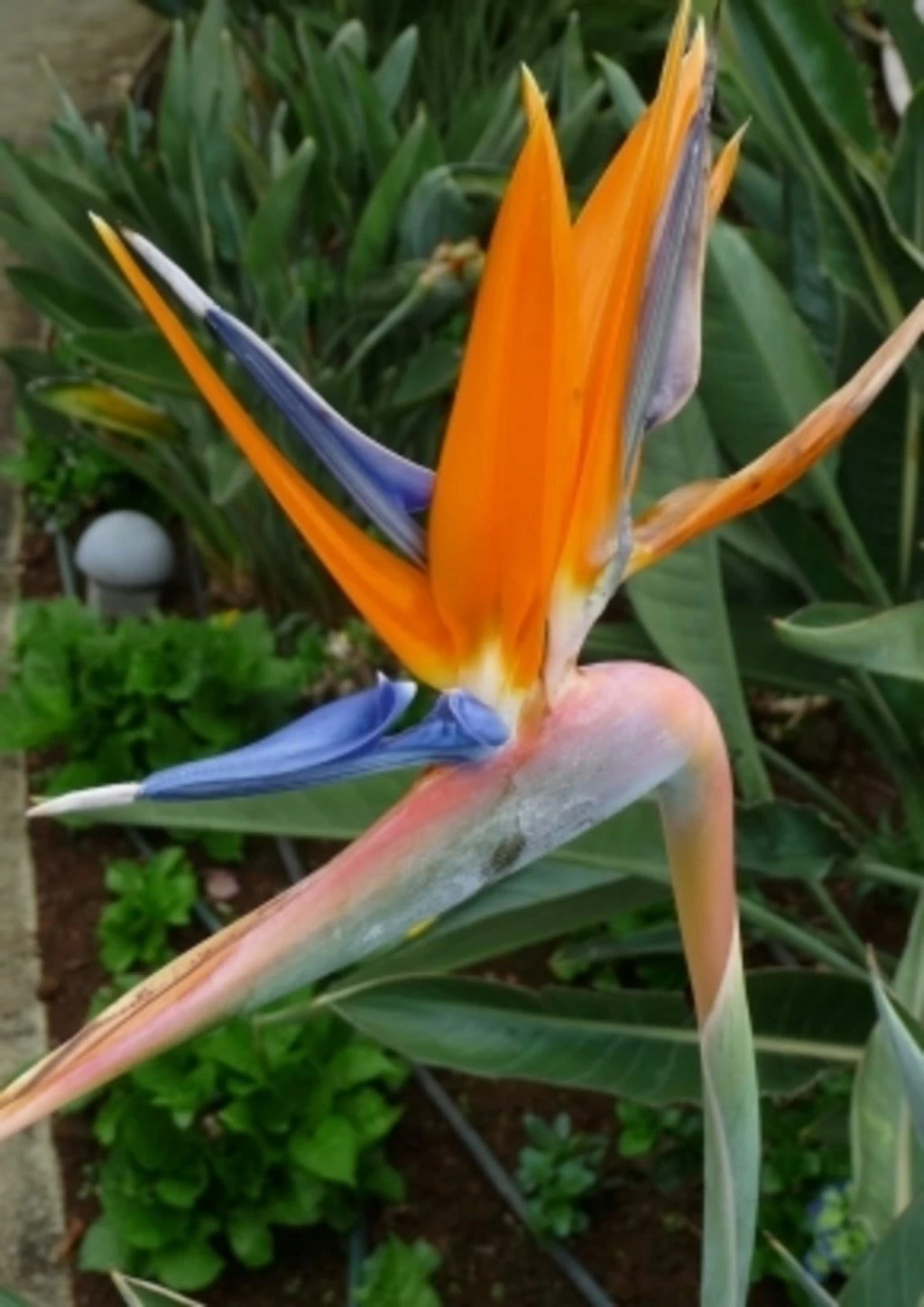 Paradiesvogelblume 1 Paradiesvogelblume