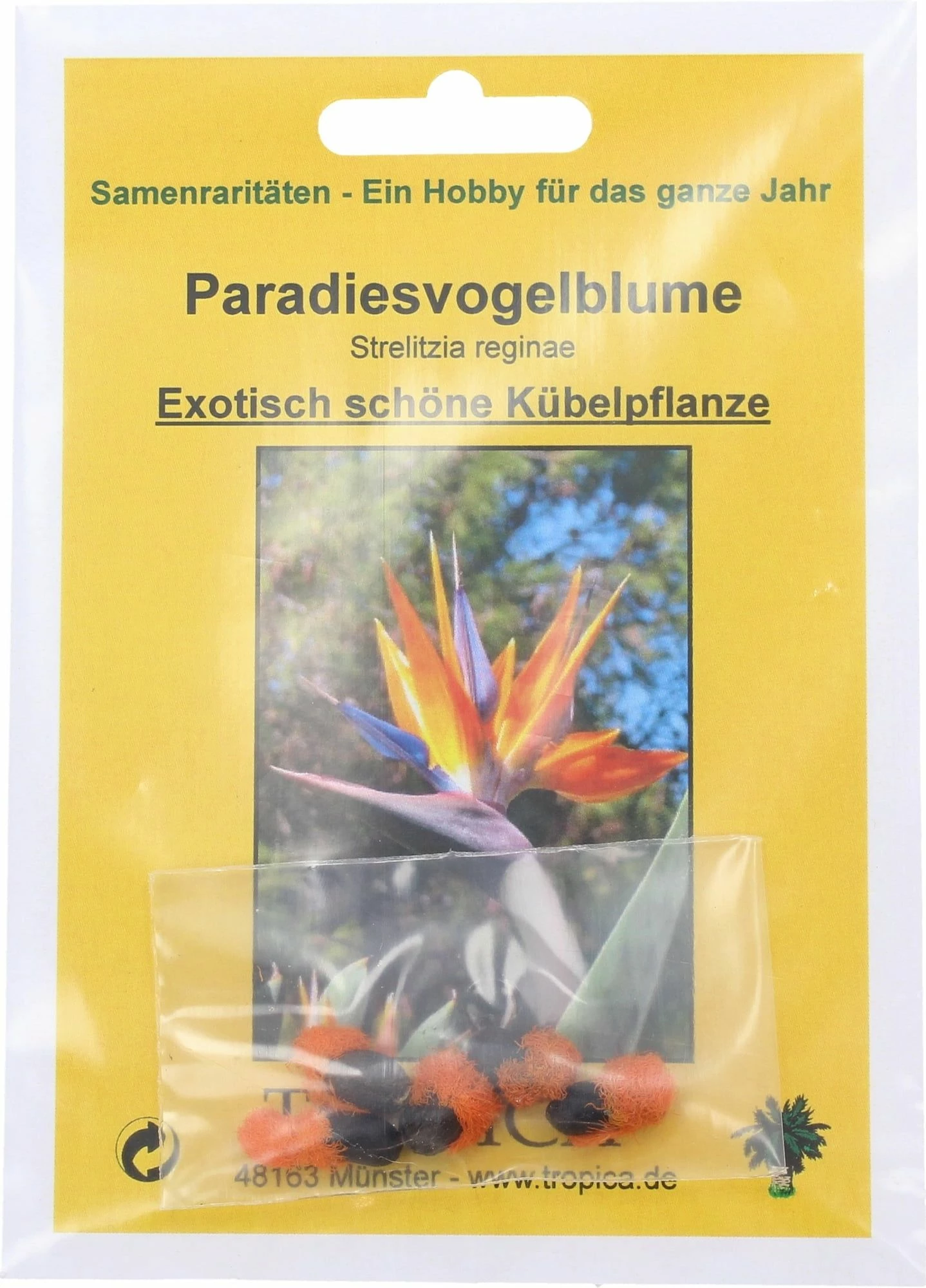 Paradiesvogelblume 2 Paradiesvogelblume – Bild 2