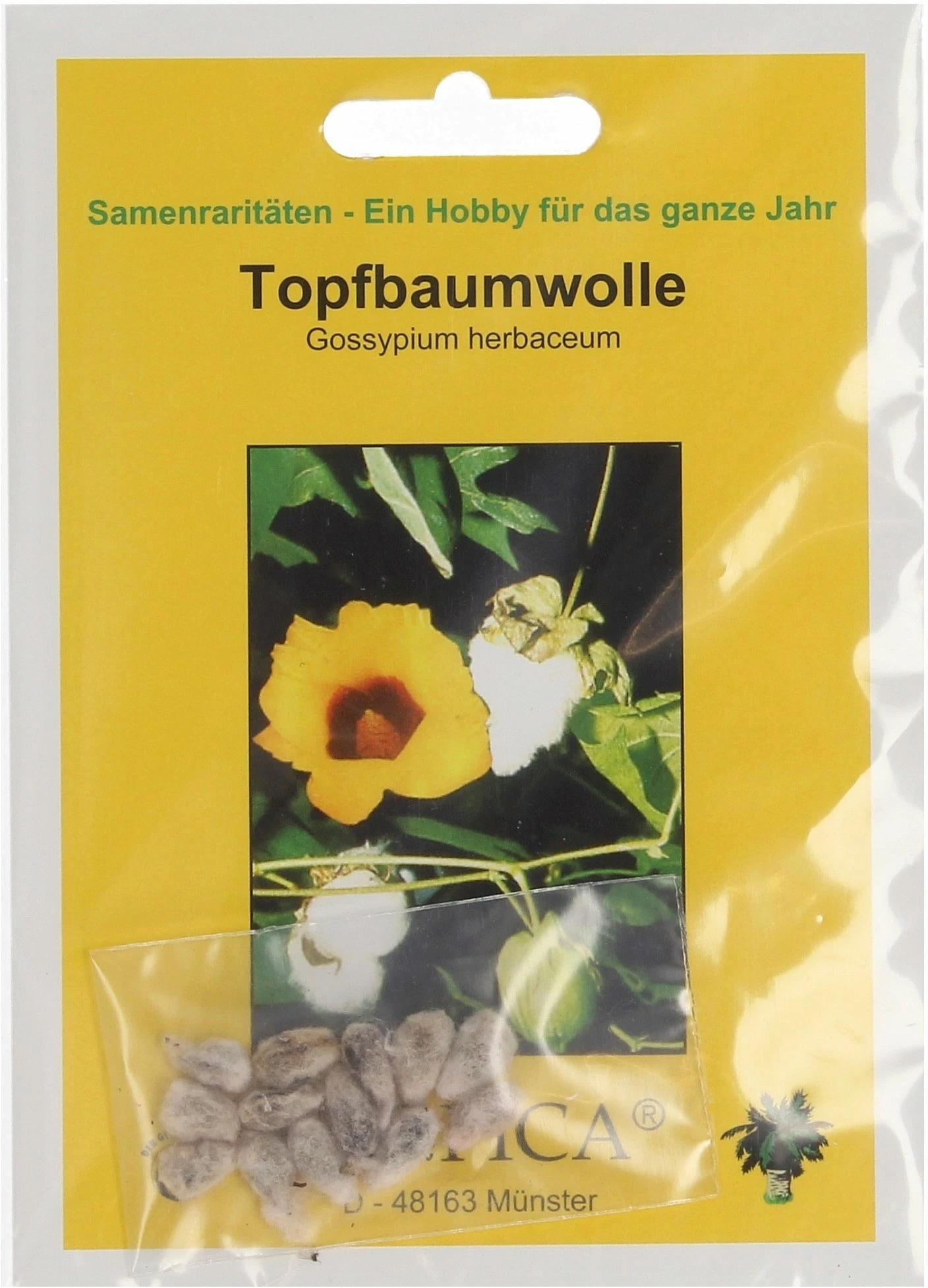 Topfbaumwolle, 12 Korn 1 Topfbaumwolle, 12 Korn