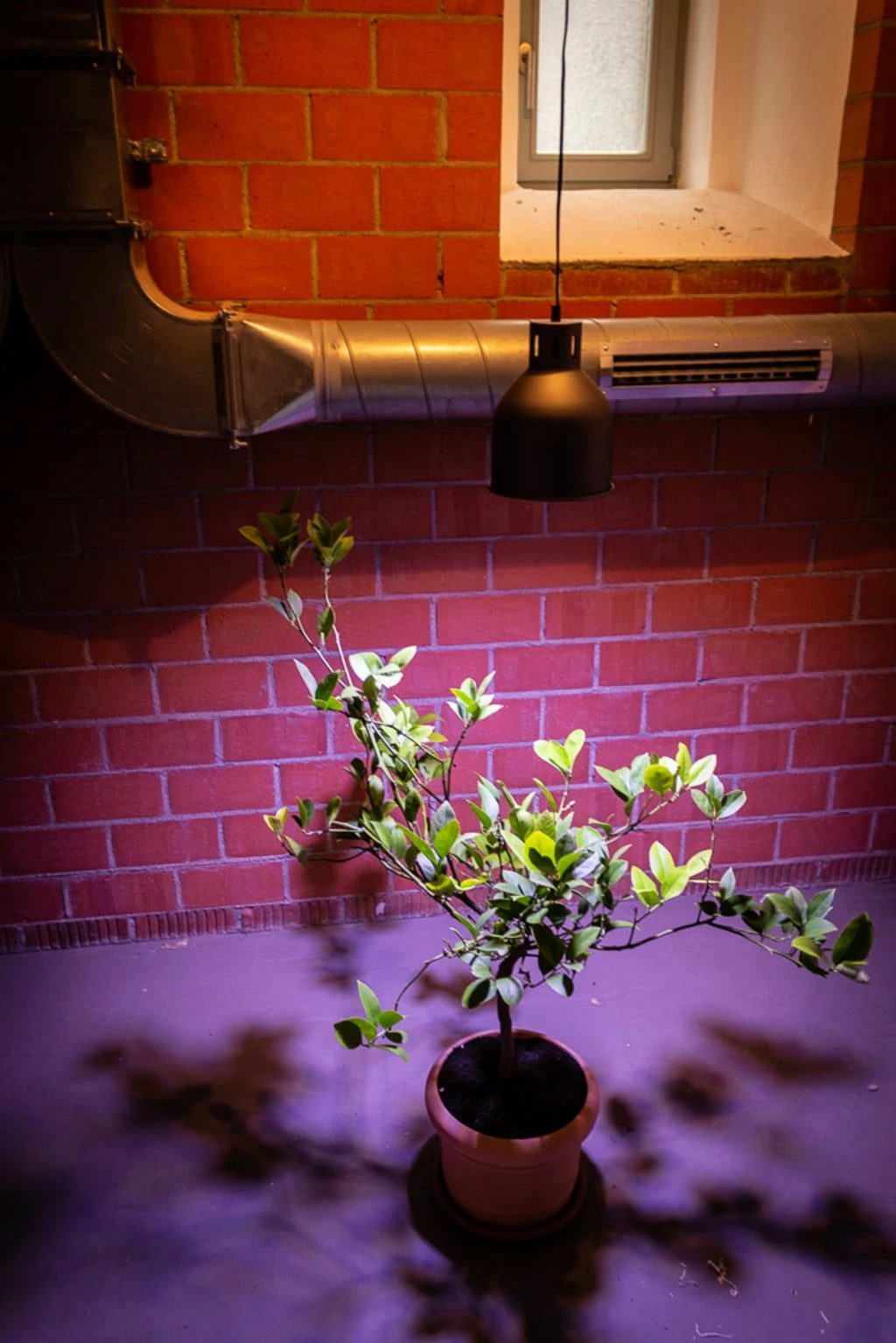 E27 Lampenschirm SAGA - Plug & Play, Rostfarben 2 E27 Lampenschirm SAGA - Plug & Play, Rostfarben – Bild 2