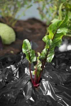 Windhager Mulch-Folie -Gartenbedarf Verkaufsladen windhager mulch folie 1 st 1670528 de