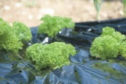 Windhager Mulch-Folie -Gartenbedarf Verkaufsladen windhager mulch folie 1 stk 761717 de