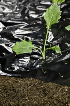 Windhager Mulch-Folie -Gartenbedarf Verkaufsladen windhager mulch folie 1 stk 761727 de